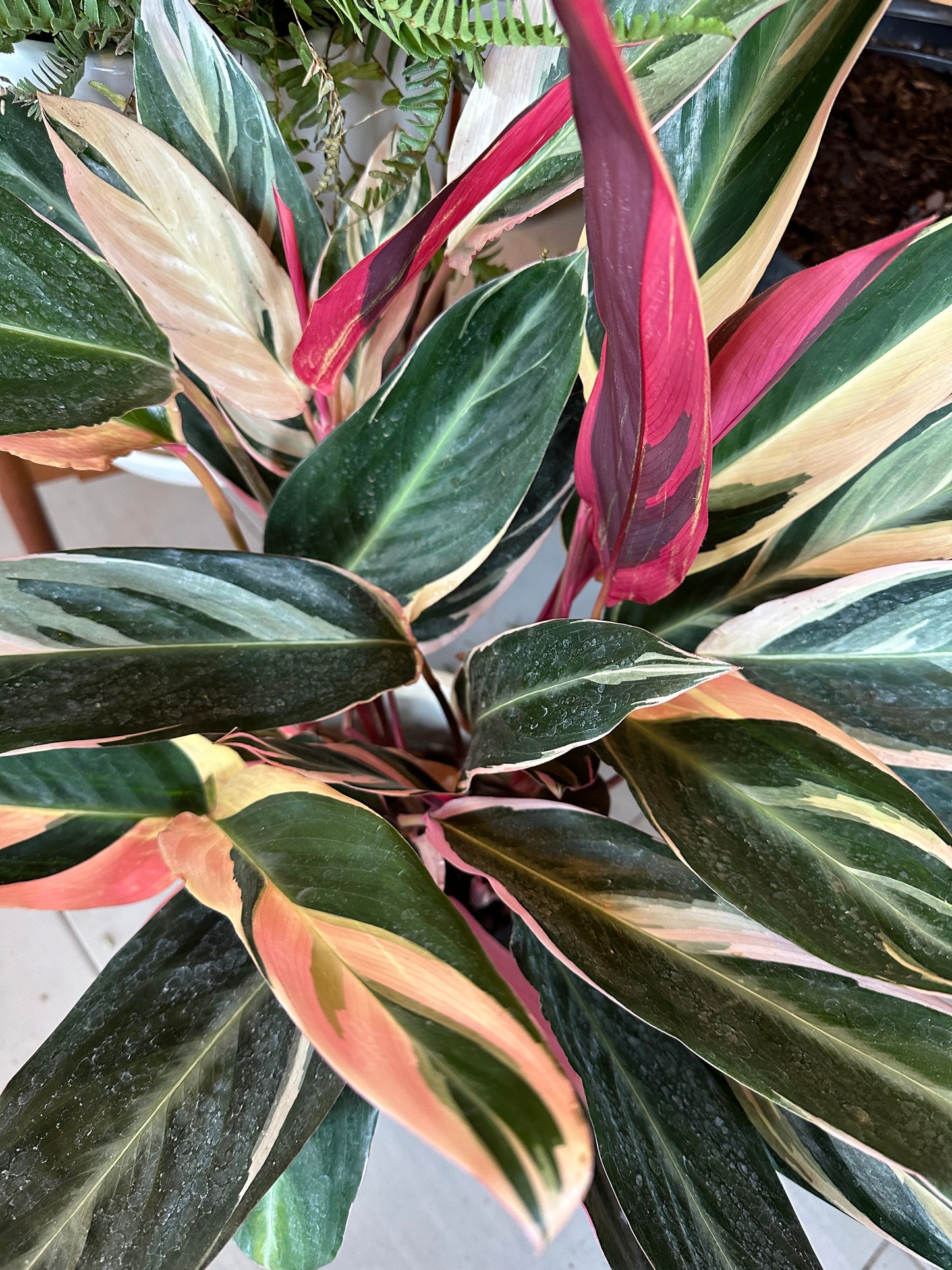 6” Stromanthe thalia "Triostar"