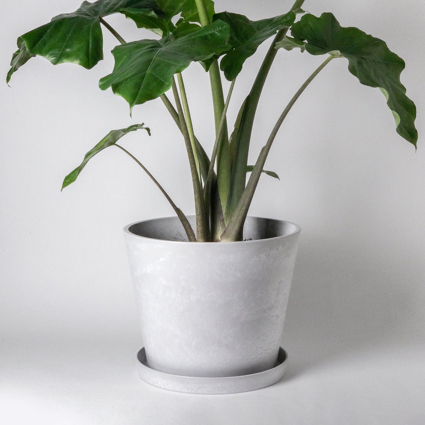 12" Signature Tapered Planter + Saucer