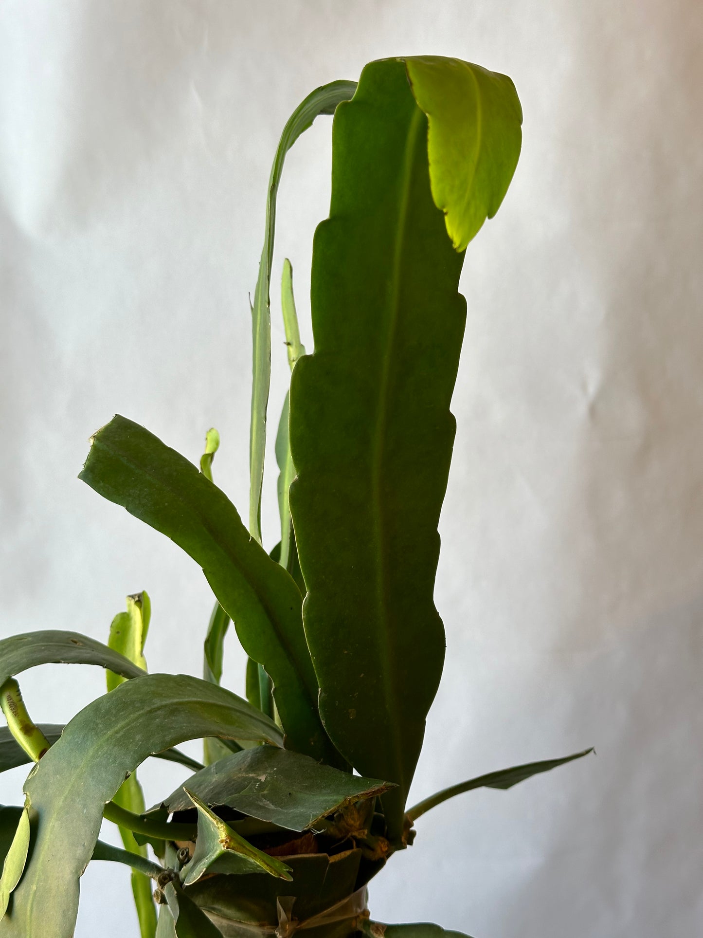 8” Epiphyllum oxypetalum “Queen of the Night” Totem