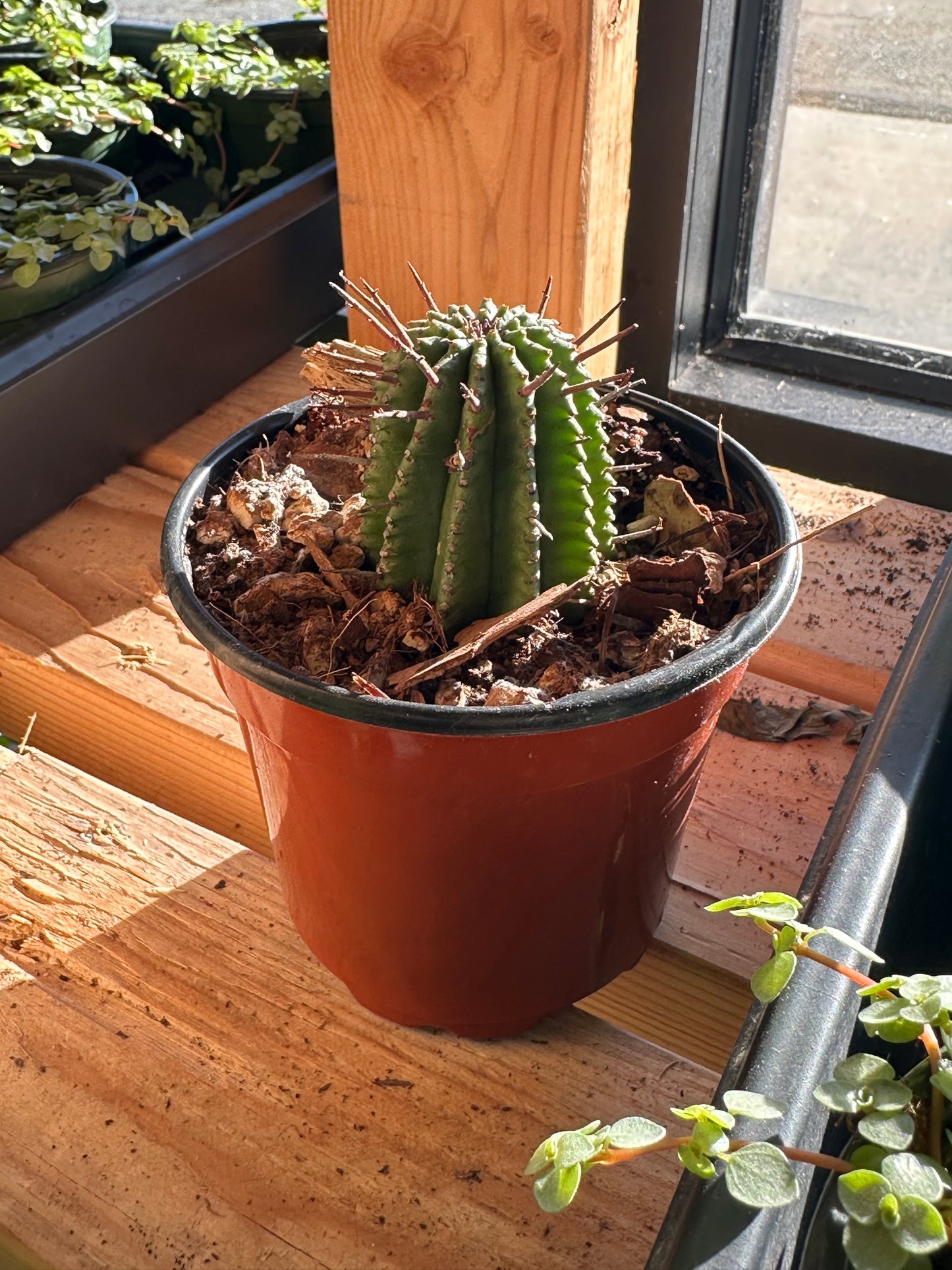 4" Euphorbia horrida