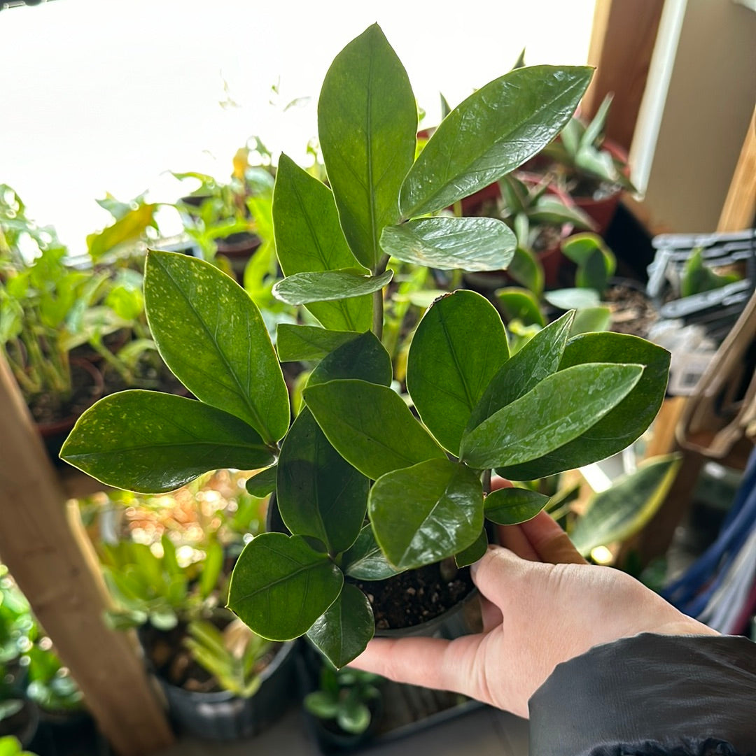 4" Zamioculcas zamiifolia