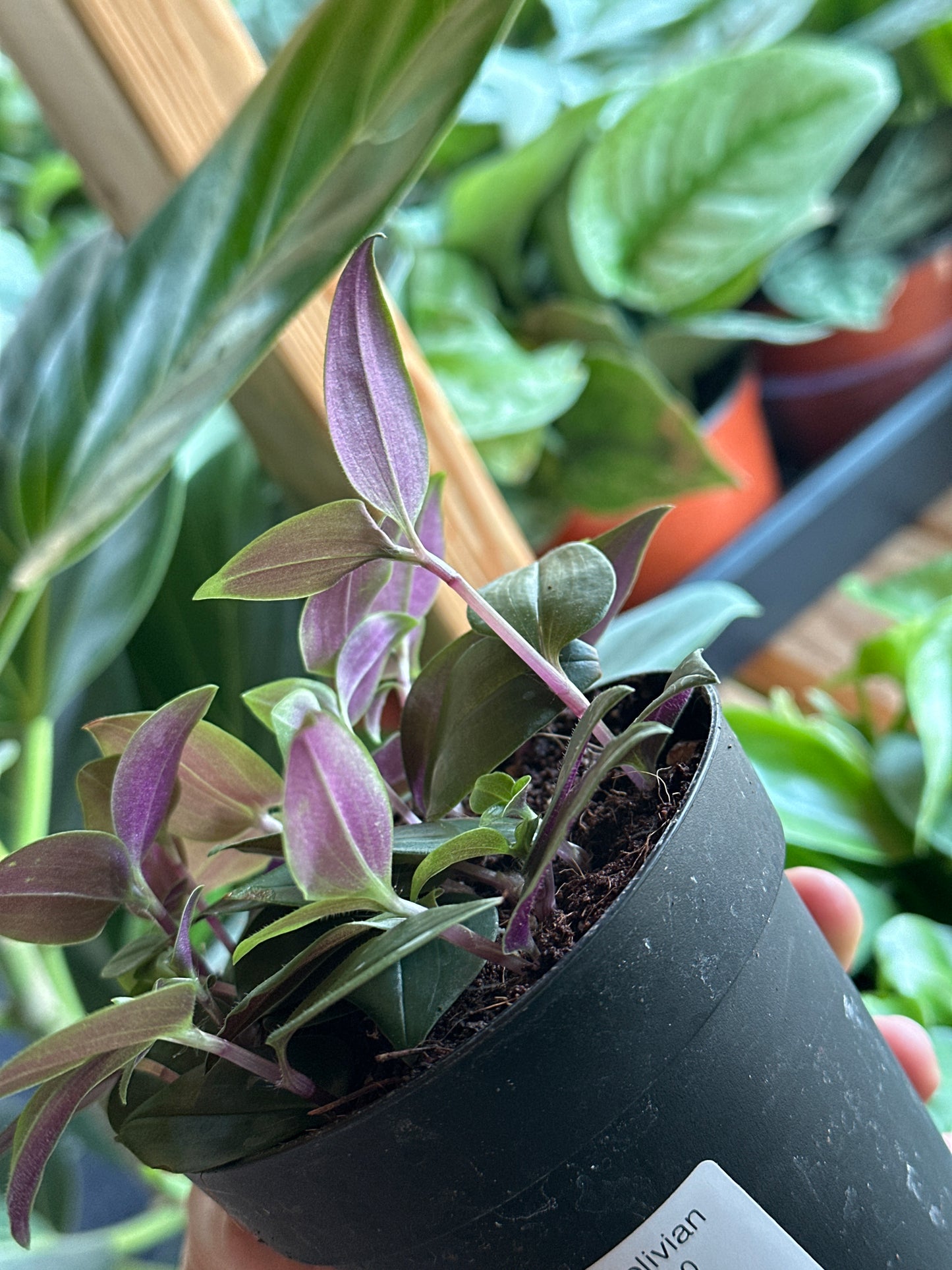 4" Tradescantia Bolivian