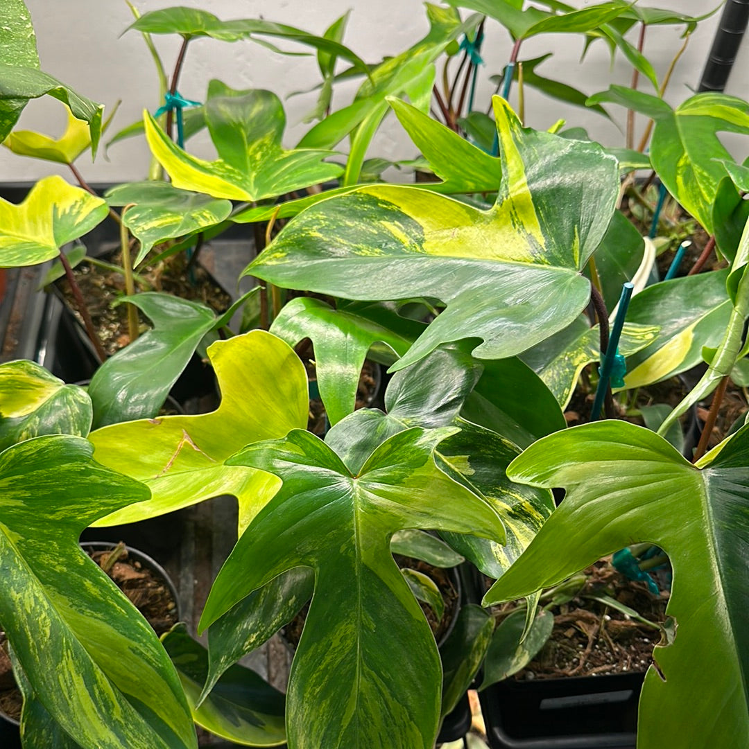 4" Philodendron 'Florida Beauty'