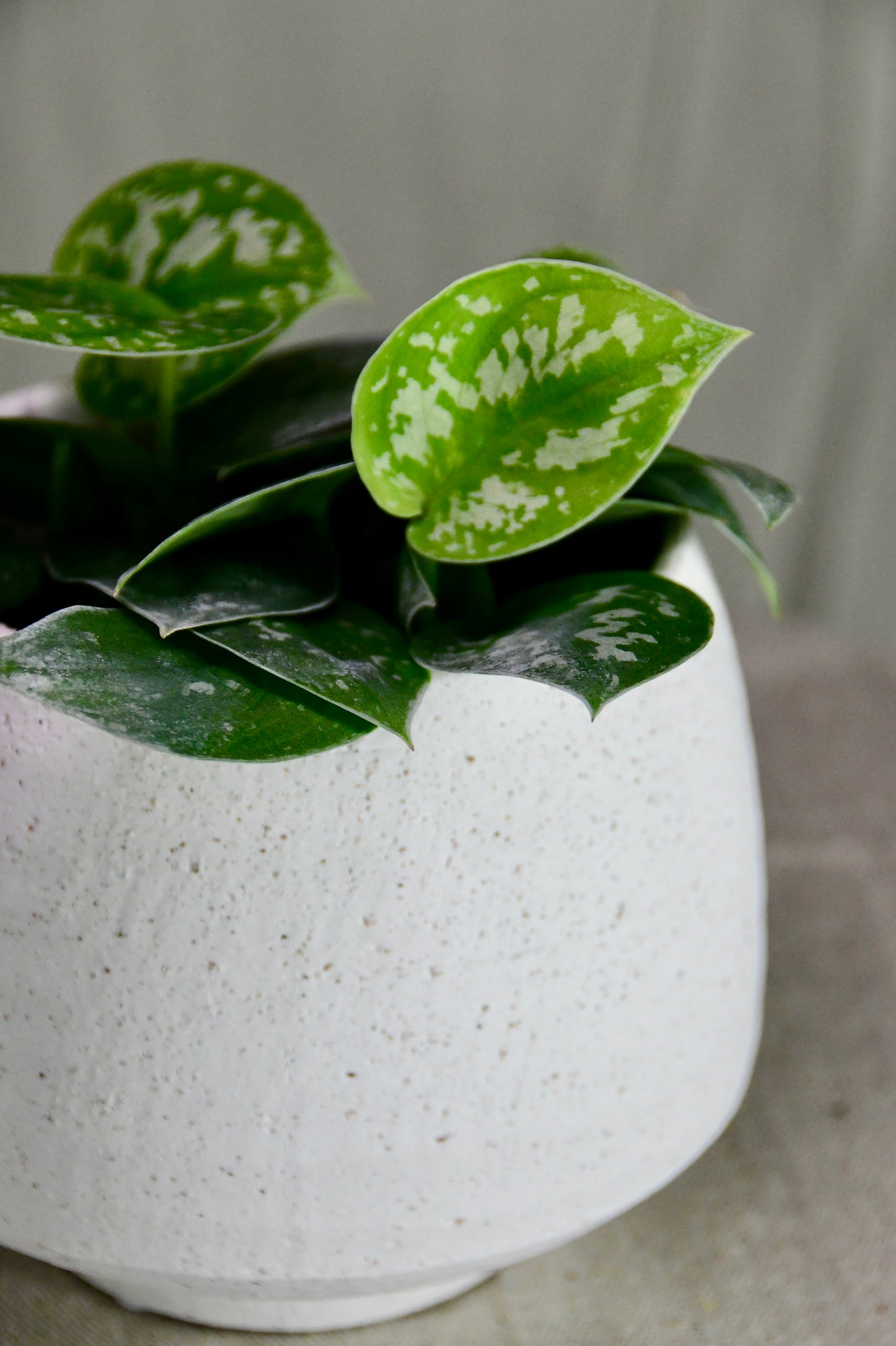 SSI 4.5" Stoneware Tapered Pot White