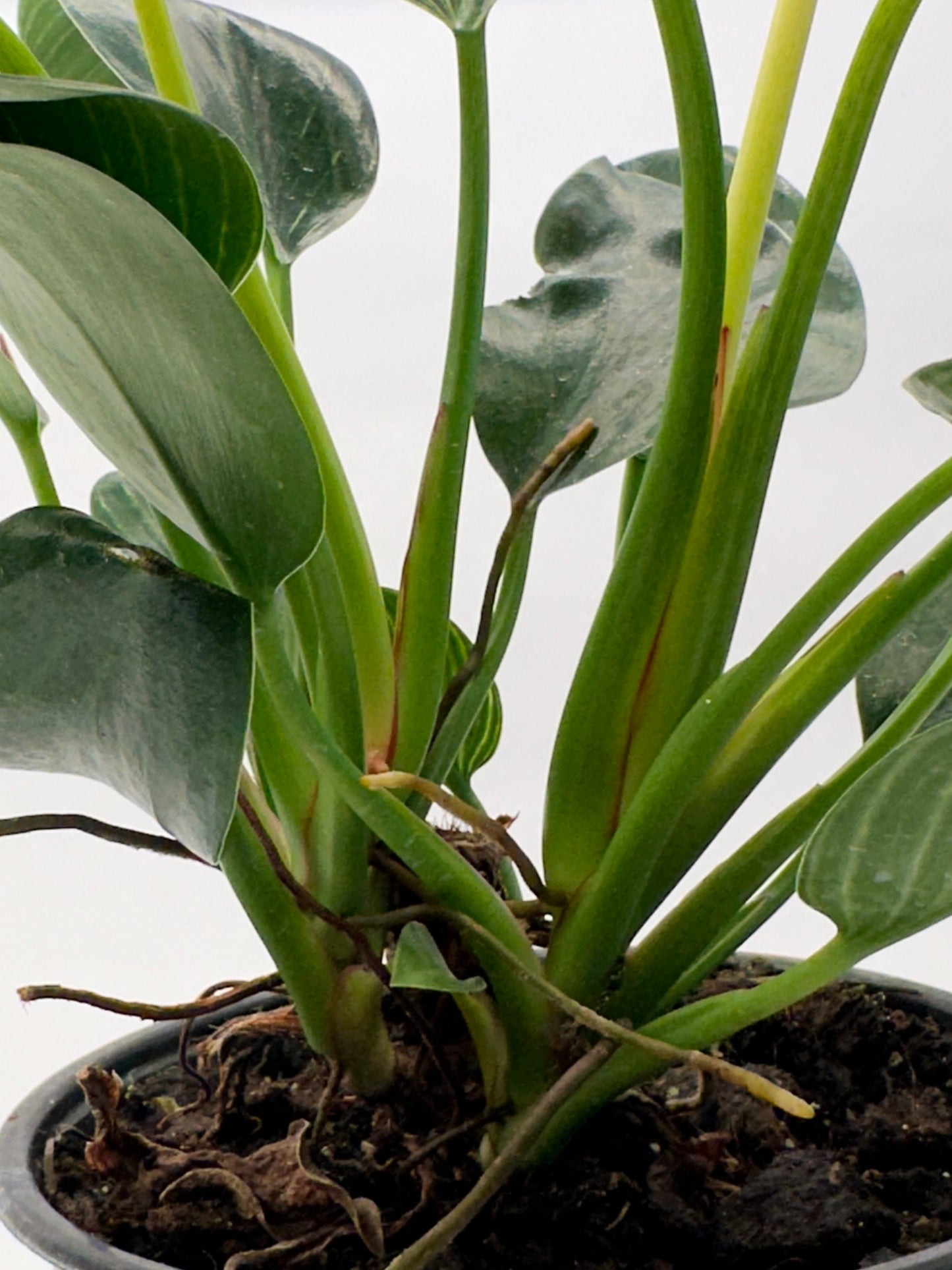 6” Philodendron Birkin