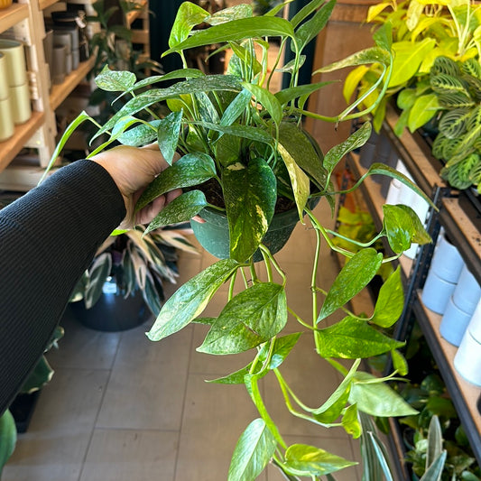 6" Epipremnum Pinnatum Neon Variegated