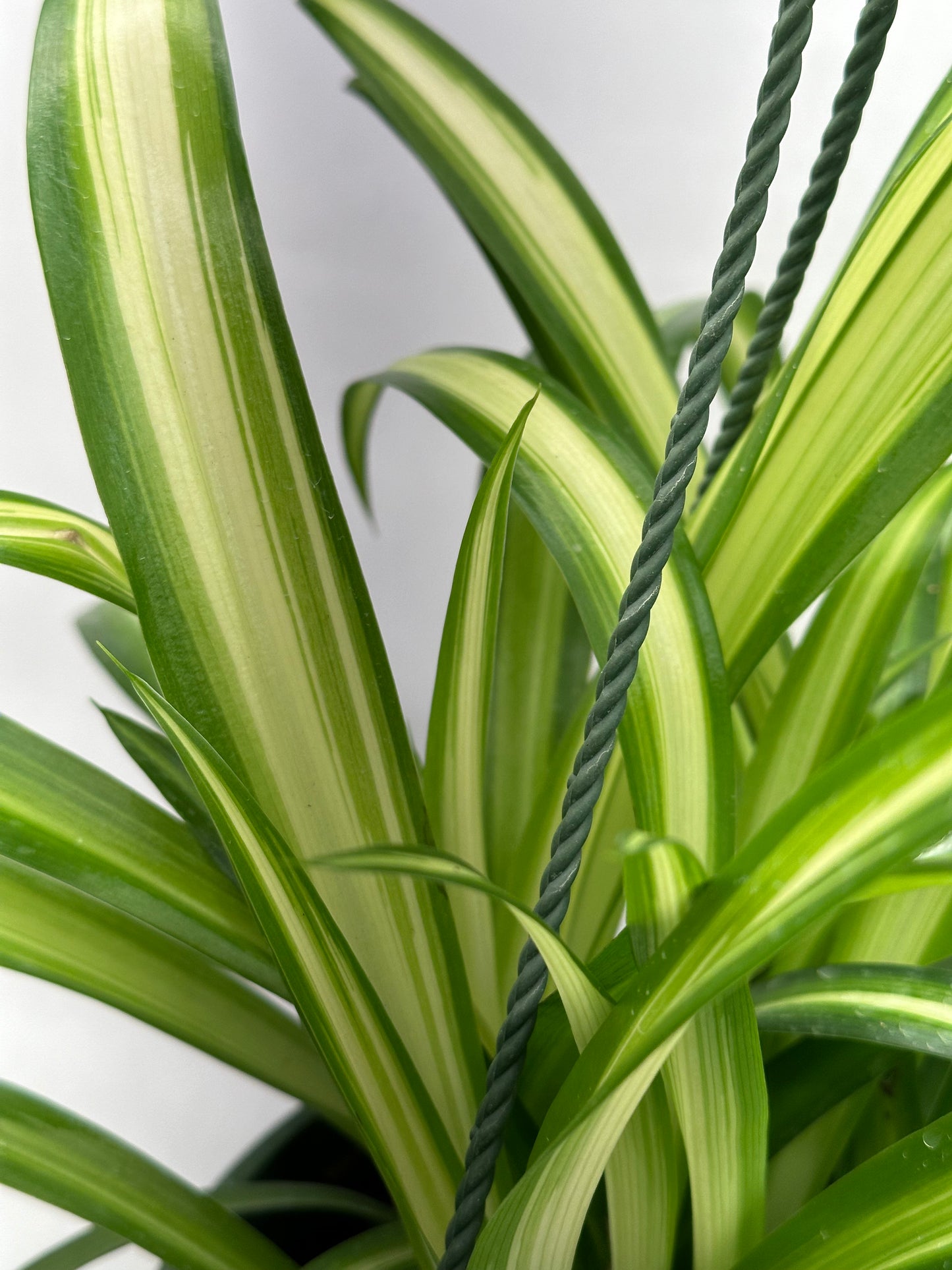8” Spider Plant HB