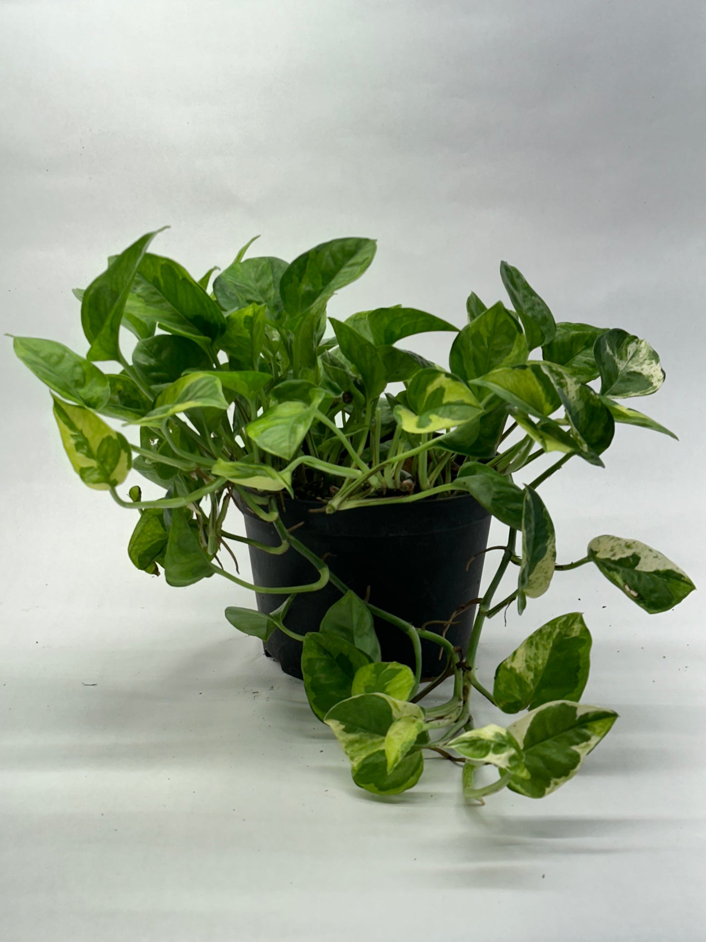 Pothos Lemon Meringue