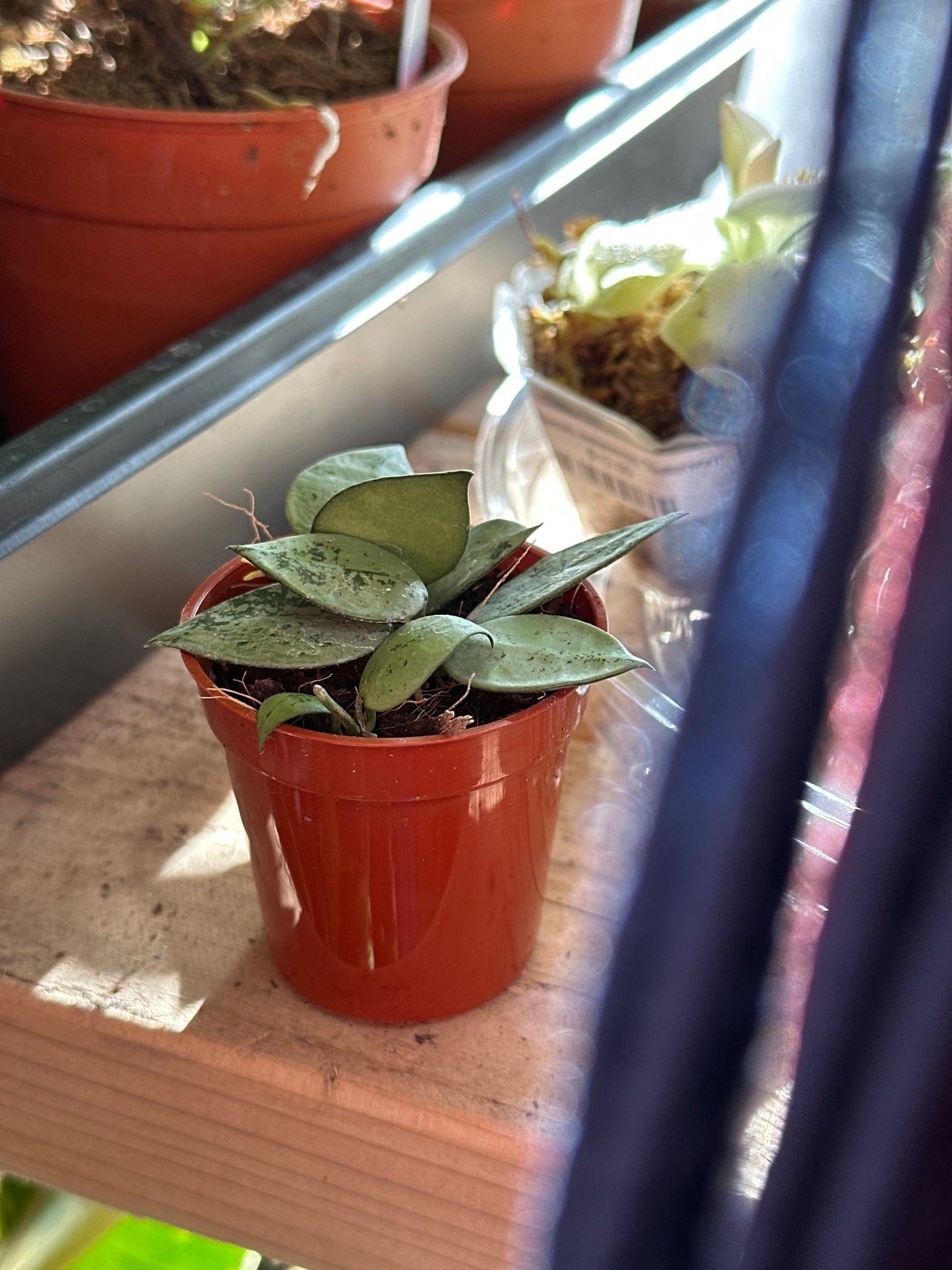 2" Hoya krohniana "Silver"