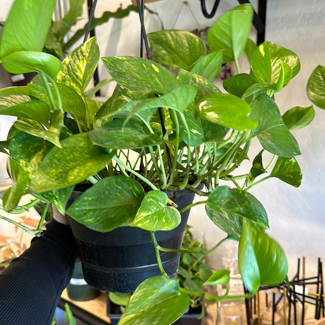 8" Pothos golden HB