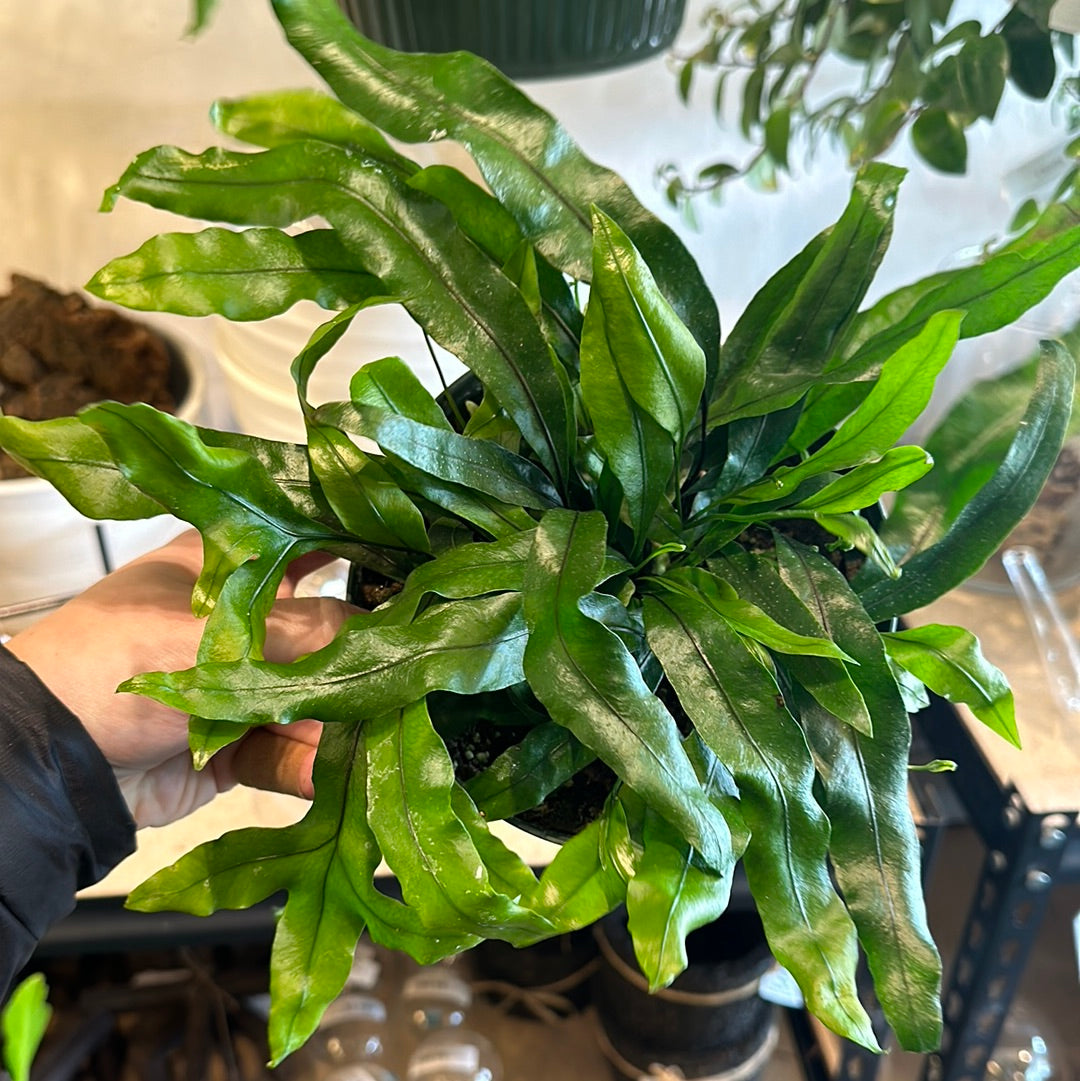 6" Assorted Footed Ferns