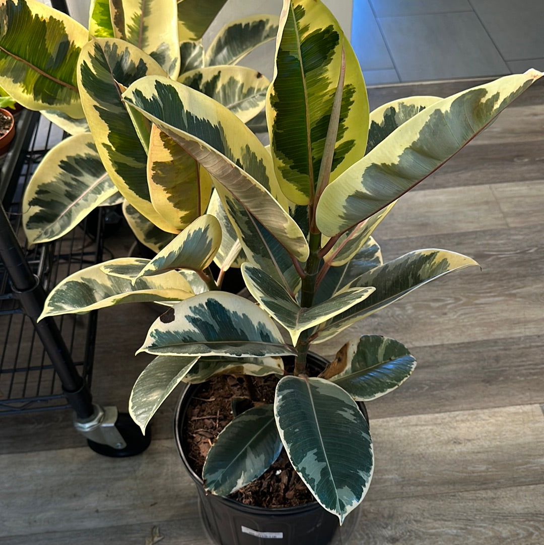 10" Ficus Elastica 'Tineke' Bush