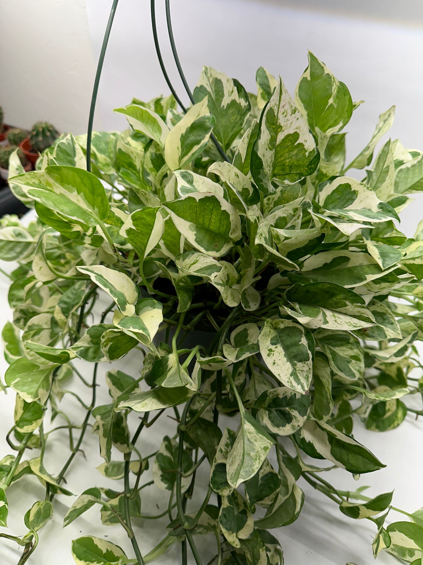 8” Pothos Pearls & Jade HB