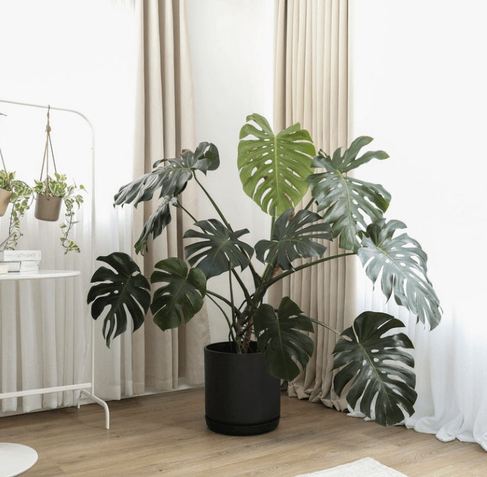 12" Signature Planter + Saucer Black Kuro