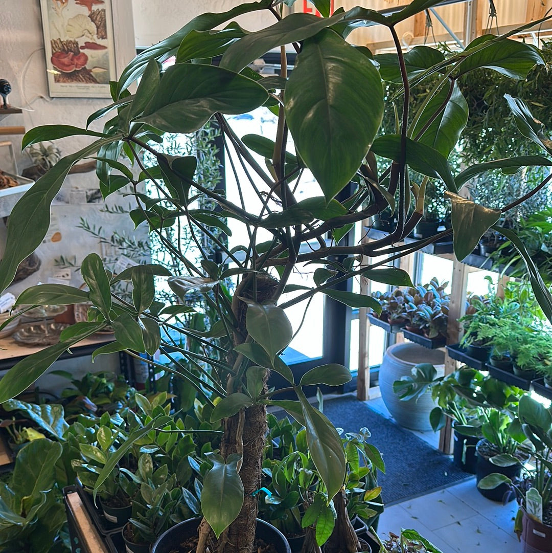 10" Philodendron '69686'