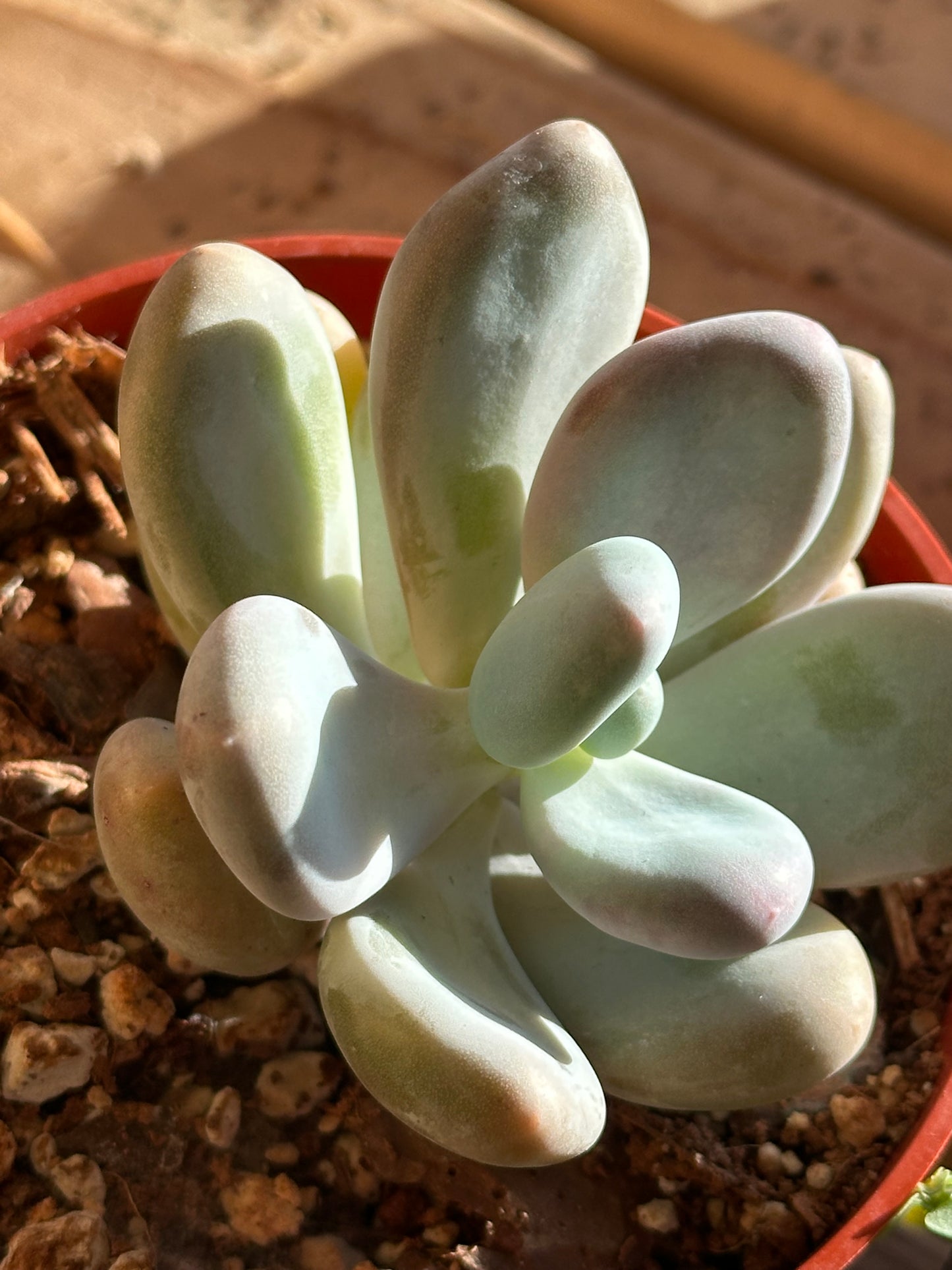 4” Pachyphytum oviferum “Pearly Moonstone”