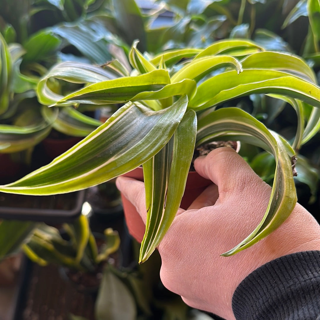 4" Dracaena Assorted