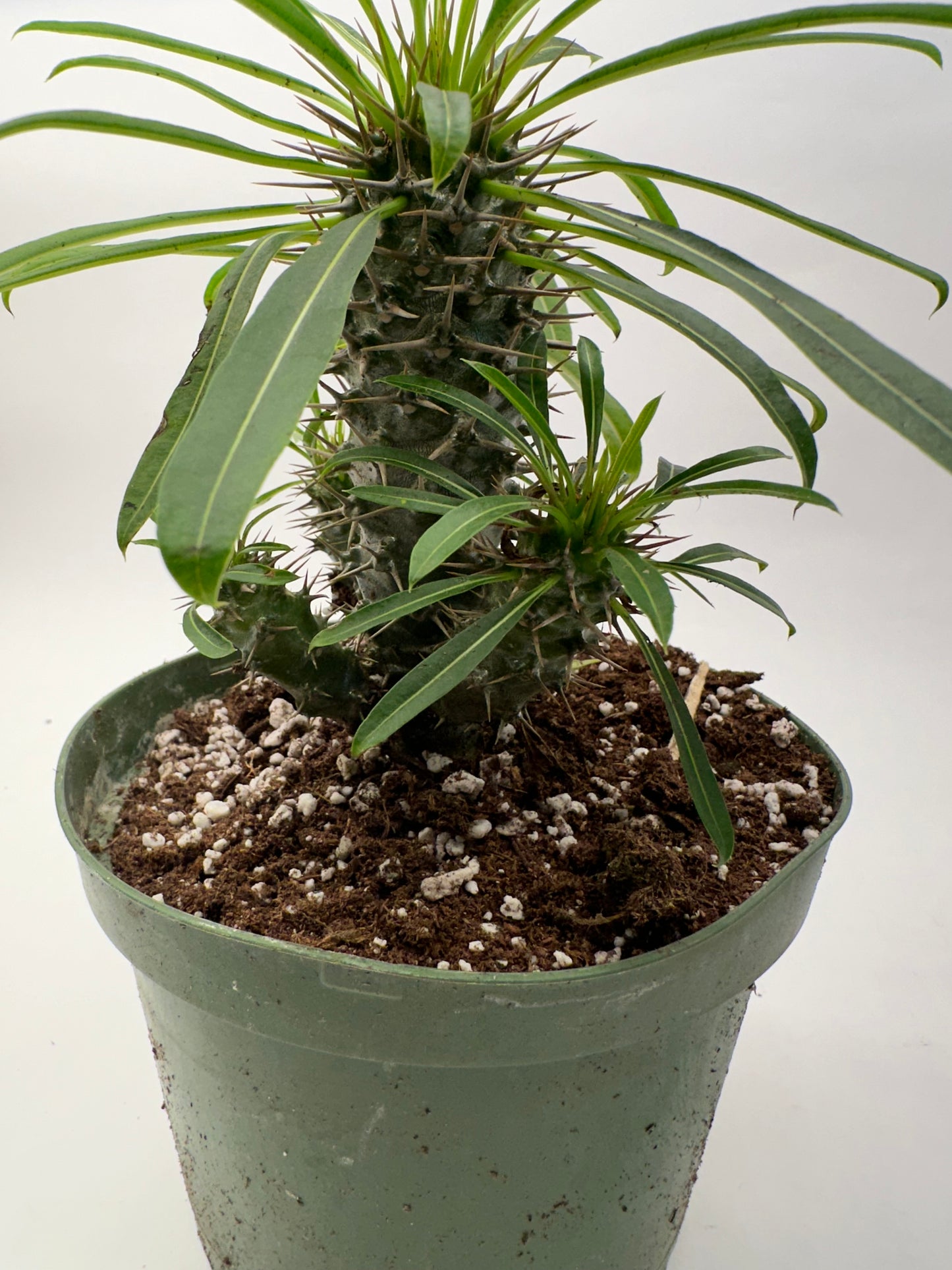 6” Madagascar Palm