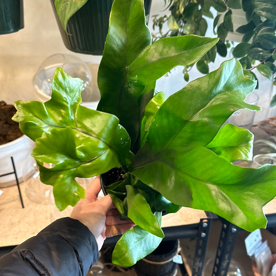 6" Assorted Footed Ferns