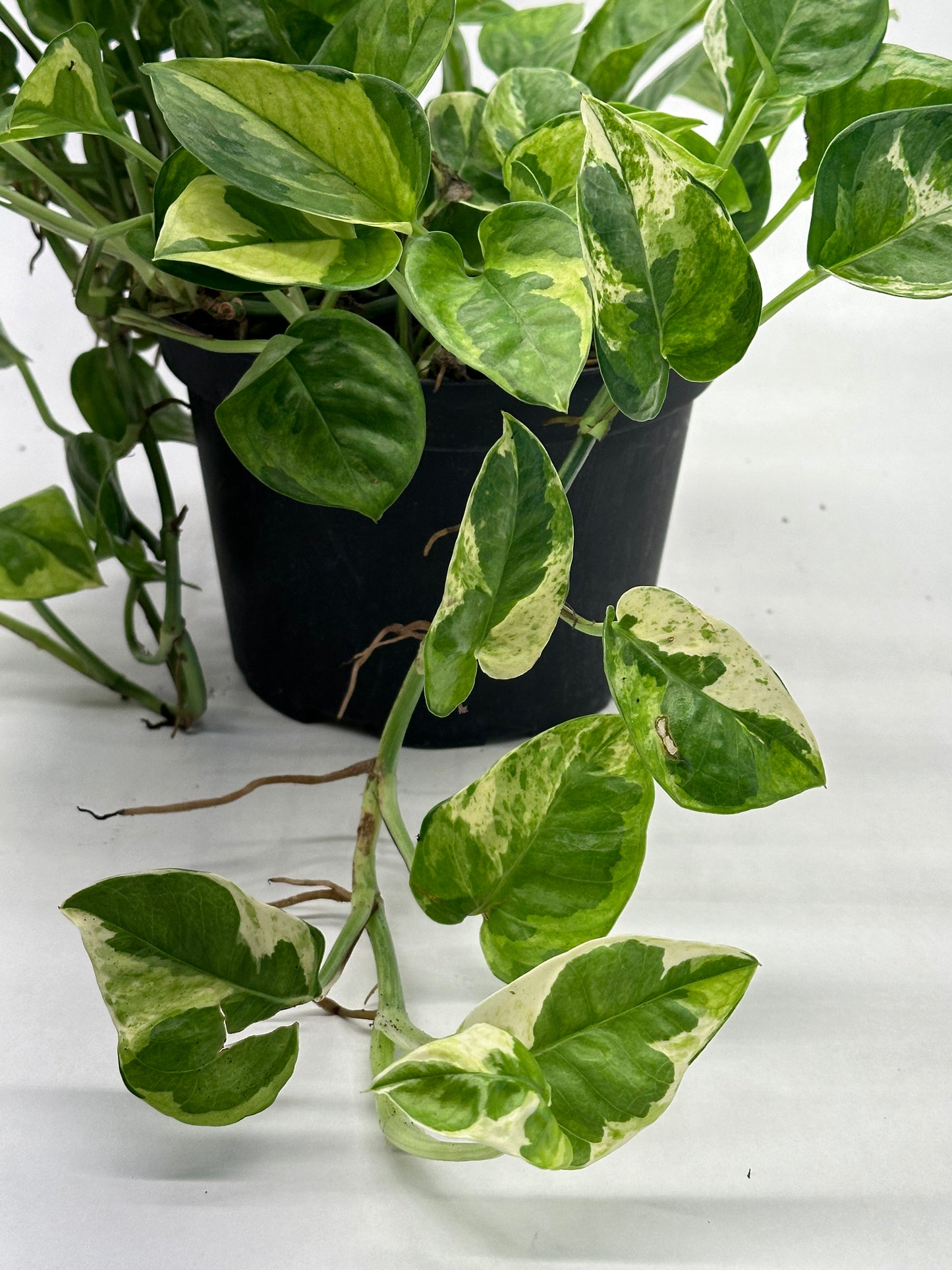 Pothos Lemon Meringue