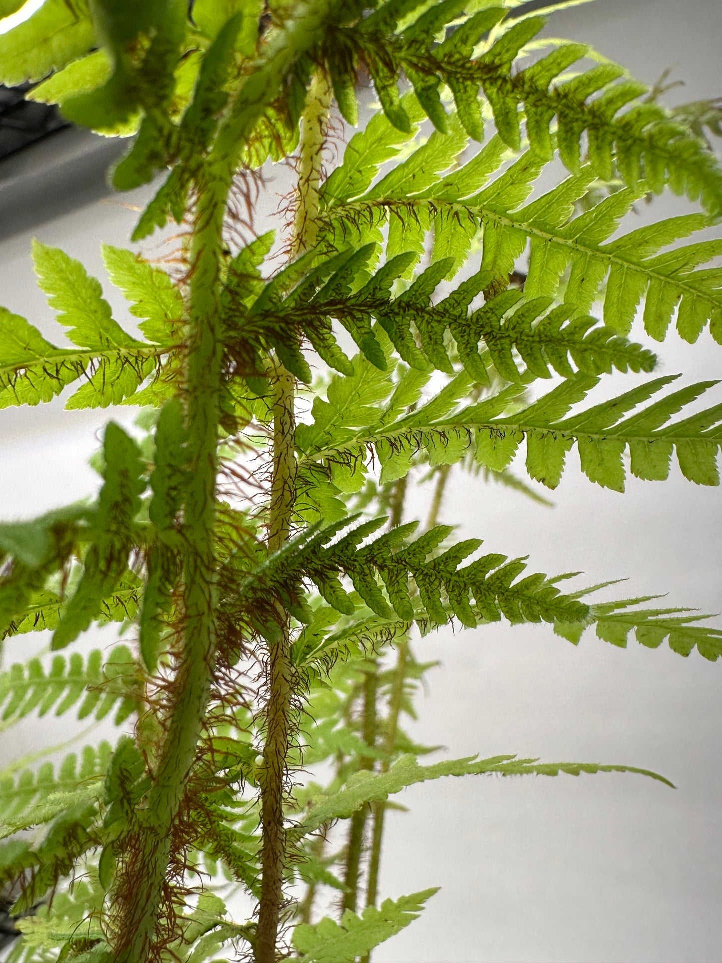 6” Australian Tree Fern