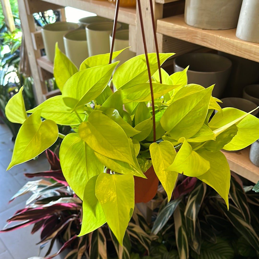 6" Pothos 'Neon' HB