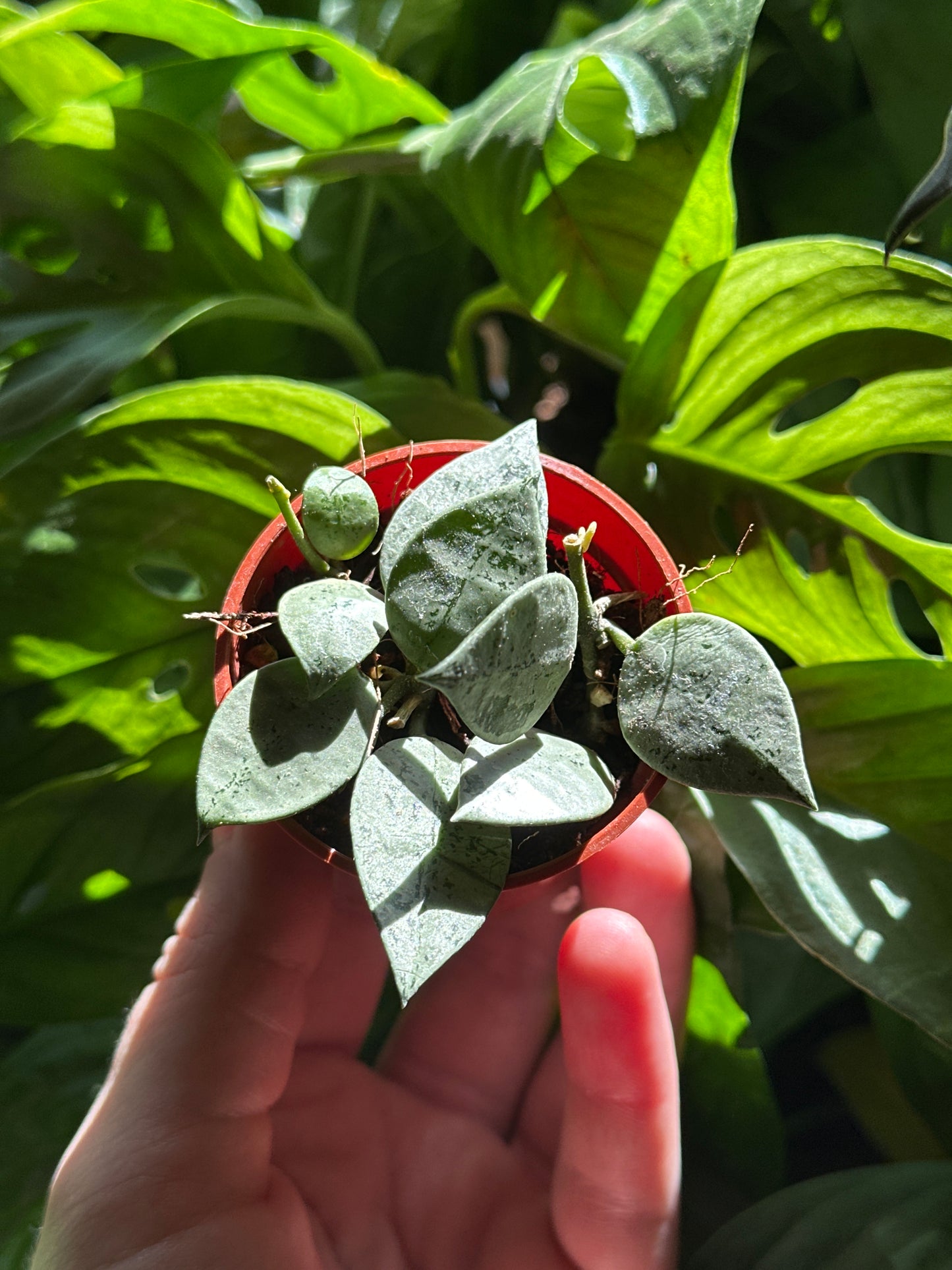 2" Hoya krohniana "Silver"