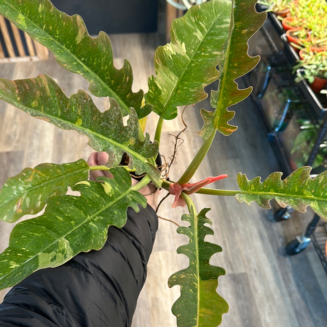 4" Philodendron Ring of Fire