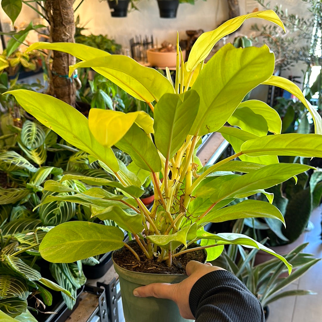 6" Philodendron 'Lemon Lime'