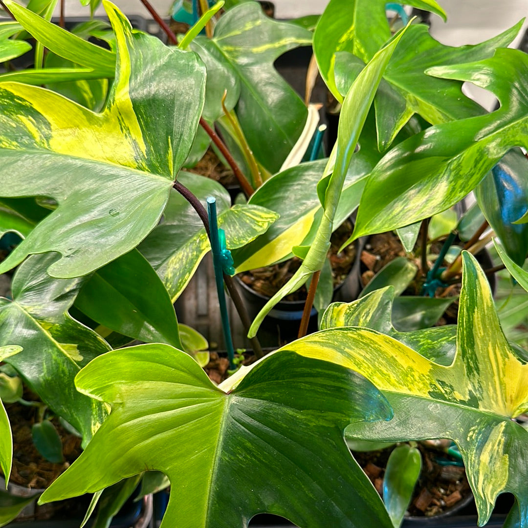 4" Philodendron 'Florida Beauty'