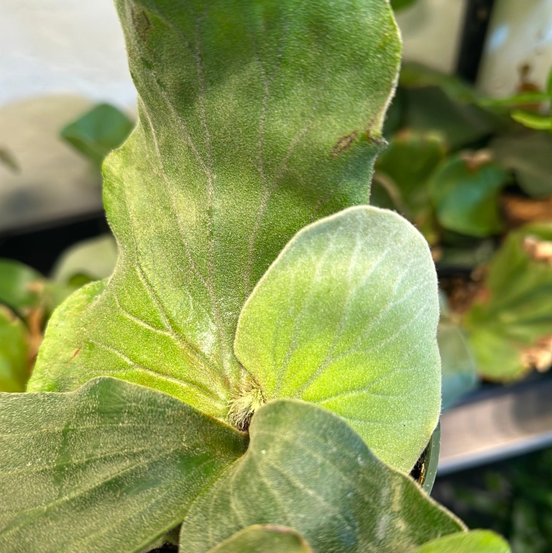 4" HB Staghorn Elephantotis