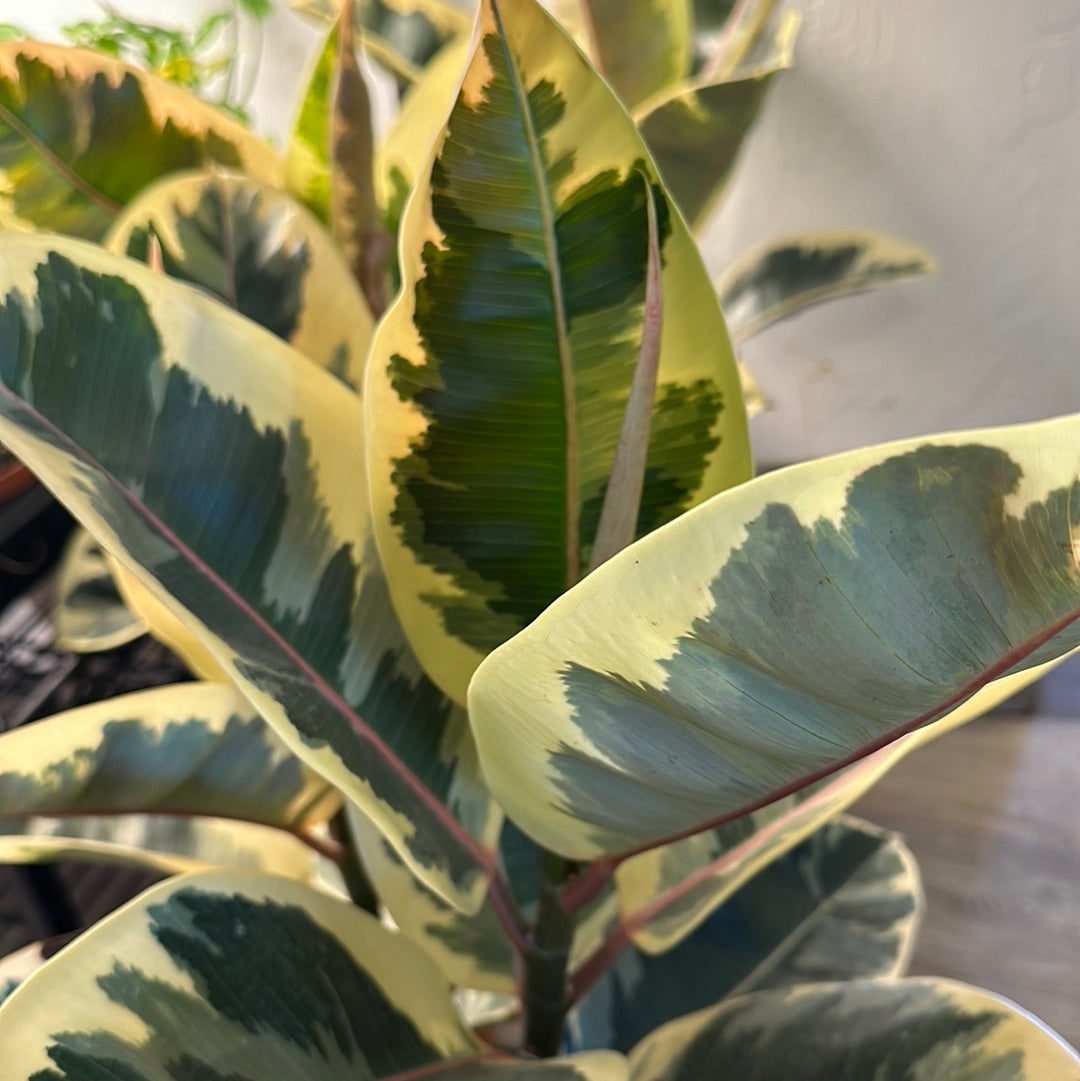 10" Ficus Elastica 'Tineke' Bush
