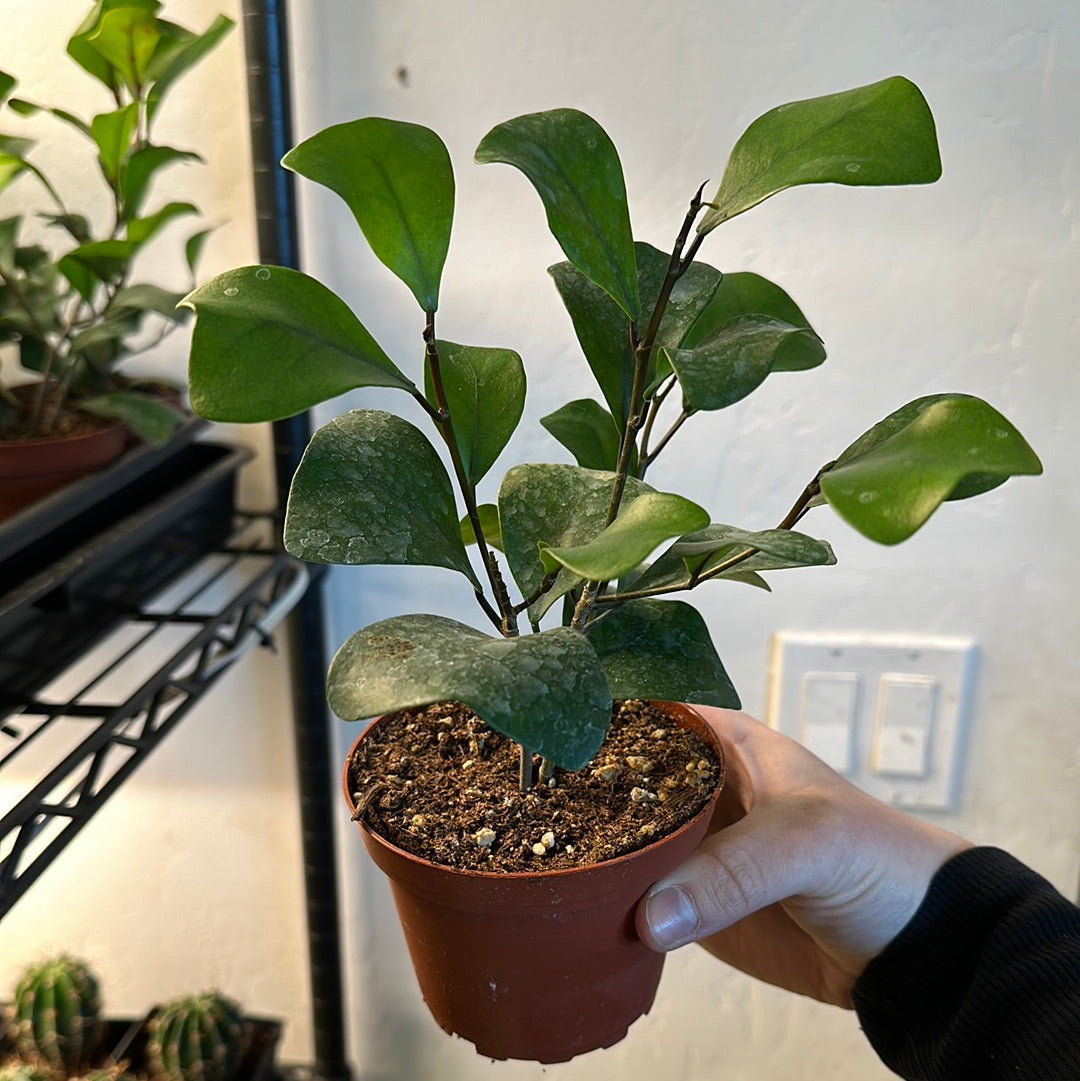 4" Ficus triangularis Green