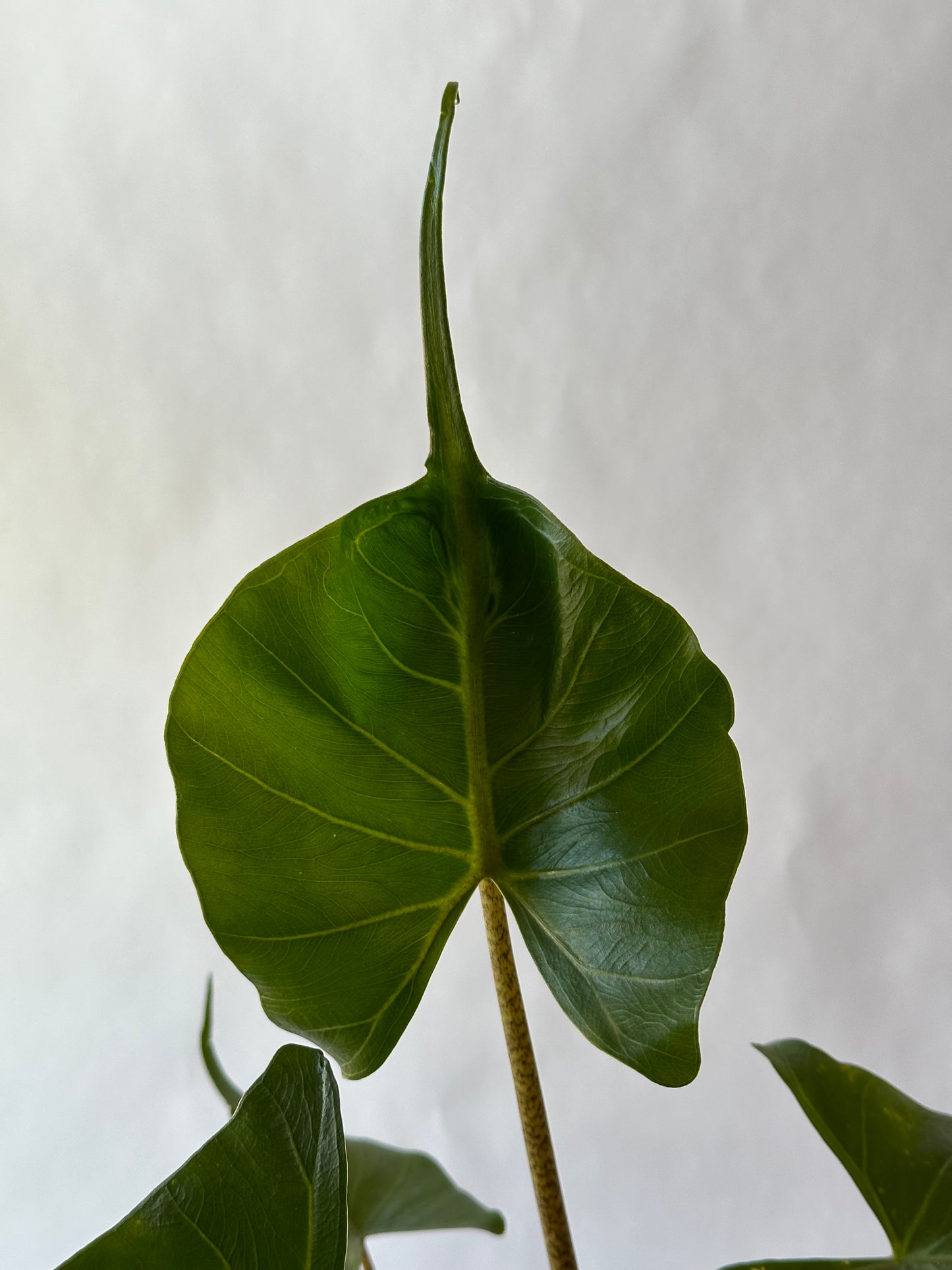 6” Alocasia “Stingray”