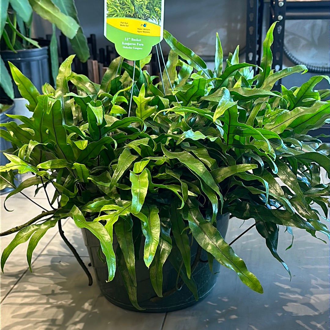 12" Lecanopteris pustulata 'Kangaroo Paw' HB