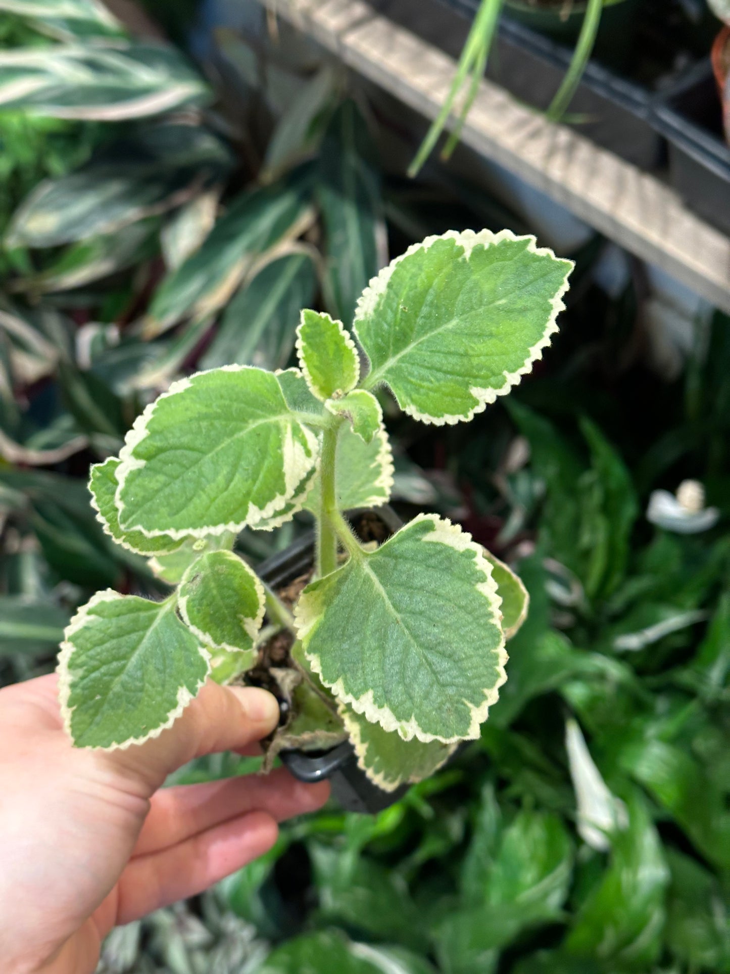 3" Assorted Foliage