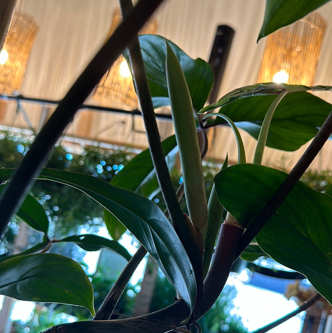 10" Philodendron '69686'