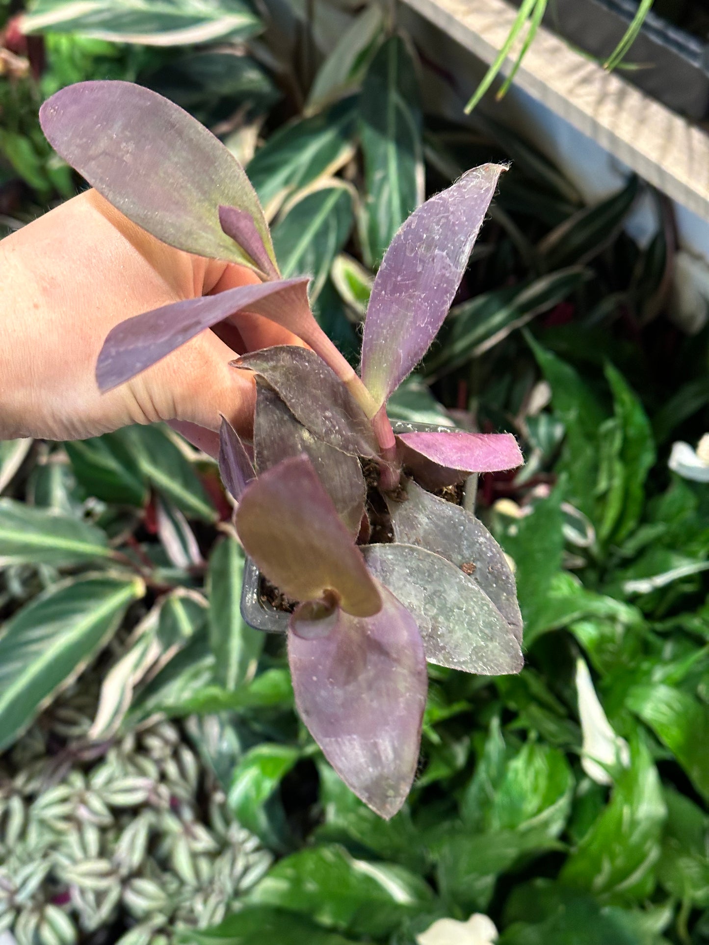 3" Assorted Foliage