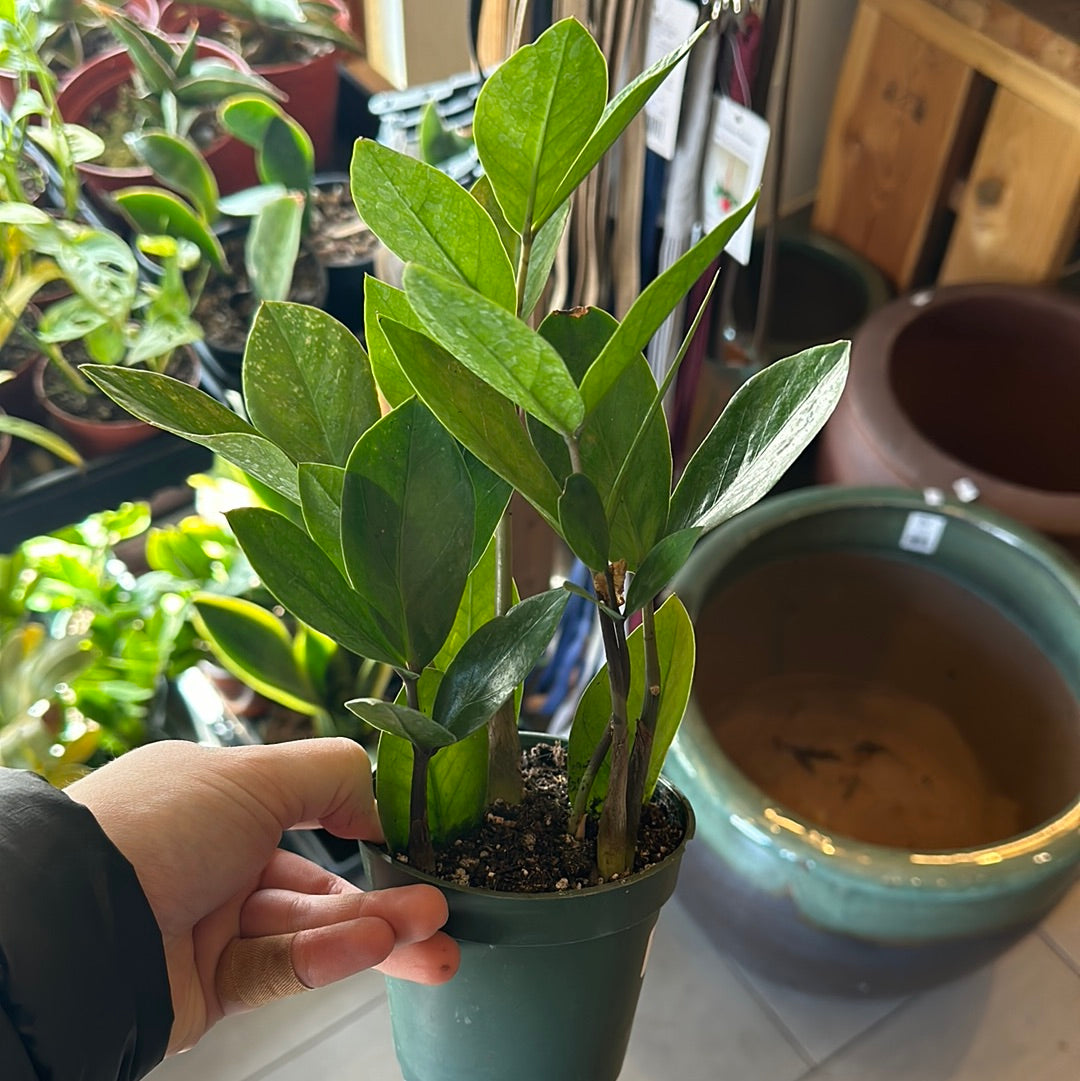 4" Zamioculcas zamiifolia