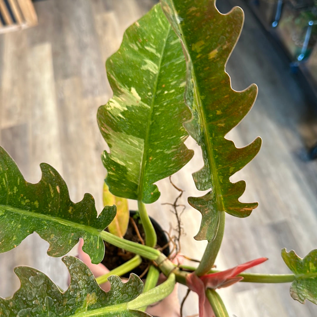 4" Philodendron Ring of Fire