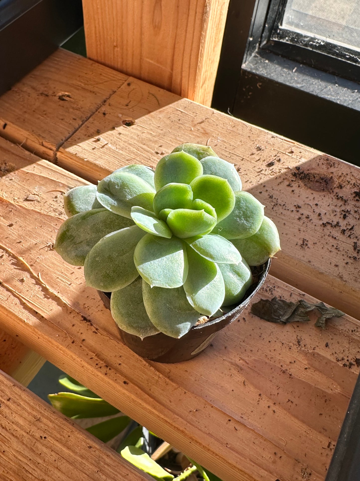 2” Echeveria elegans