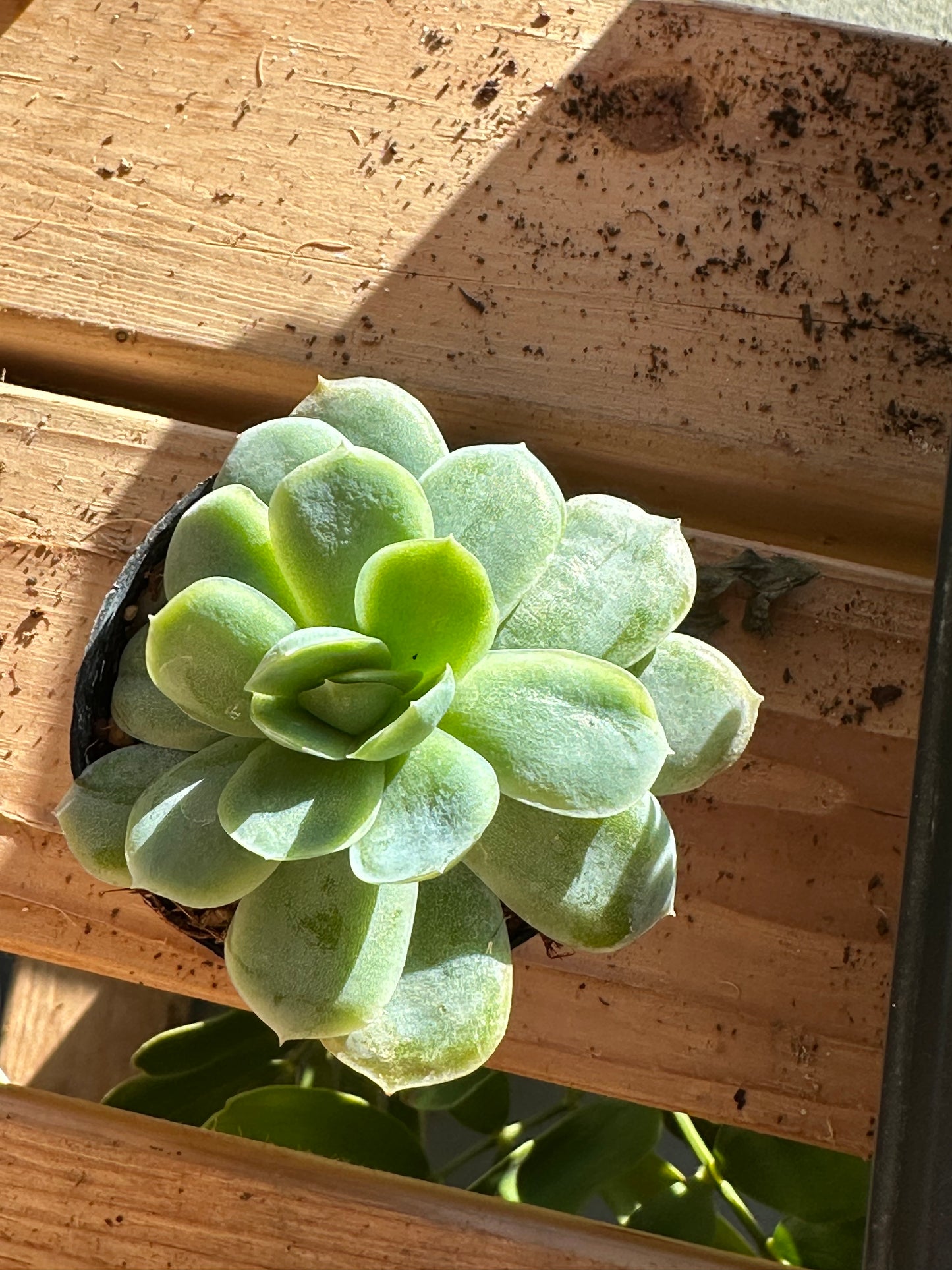 2” Echeveria elegans