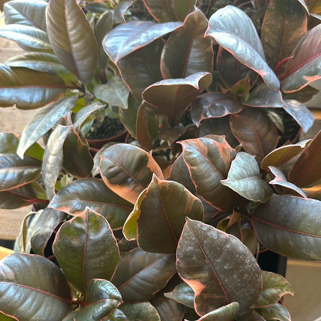 4" Ficus elastica 'Ruby Red'