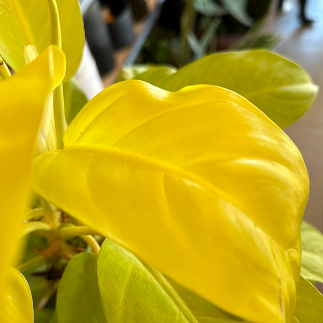 6" Philodendron 'Lemon Lime'