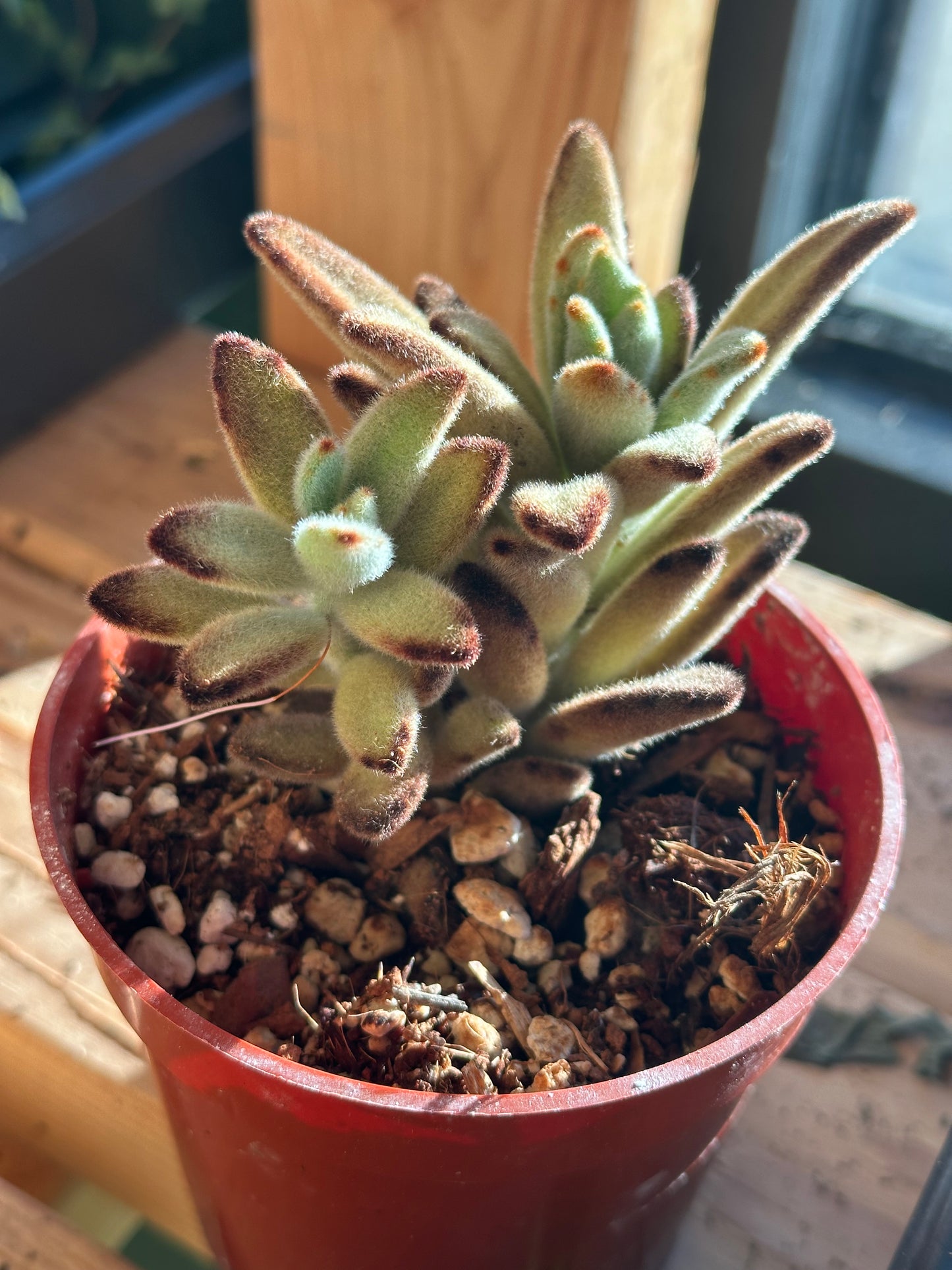 4" Kalanchoe tomentosa "Chocolate Soldier"