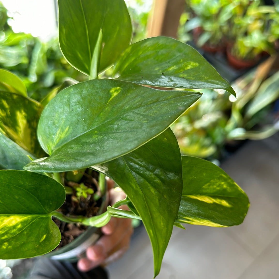 4" Epipremnum aureum "Golden Pothos"