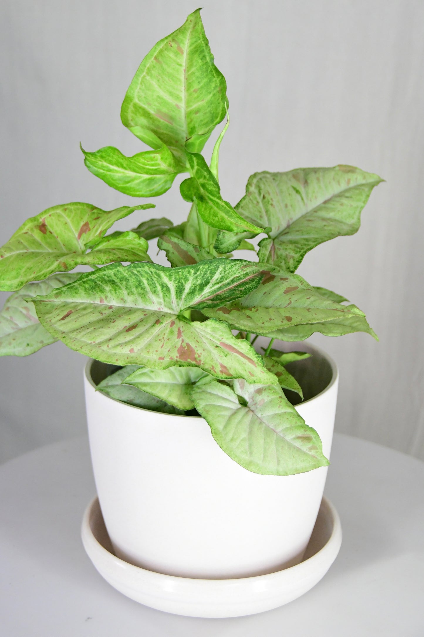 6" Syngonium Confetti