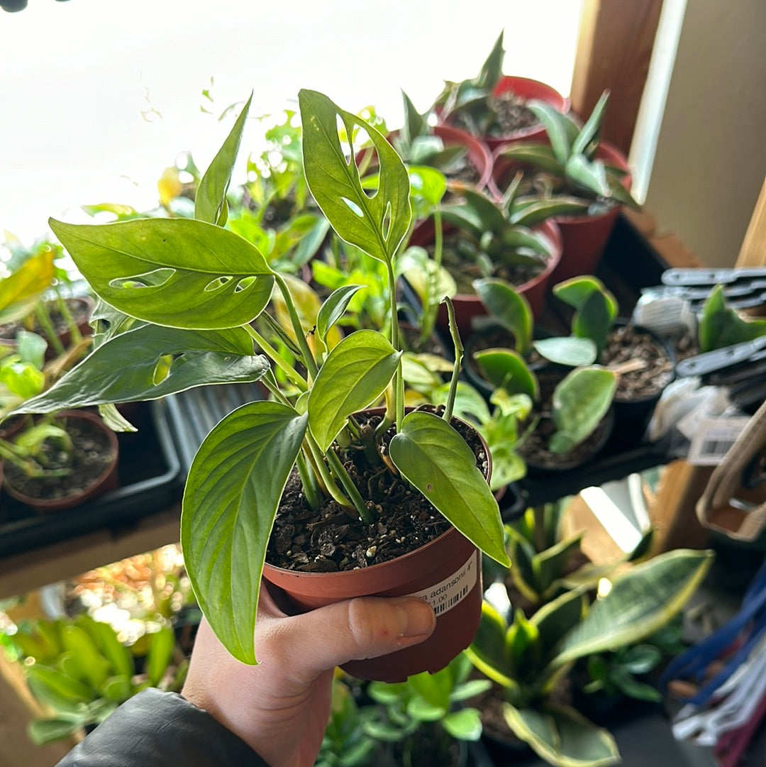 4" Monstera adansonii