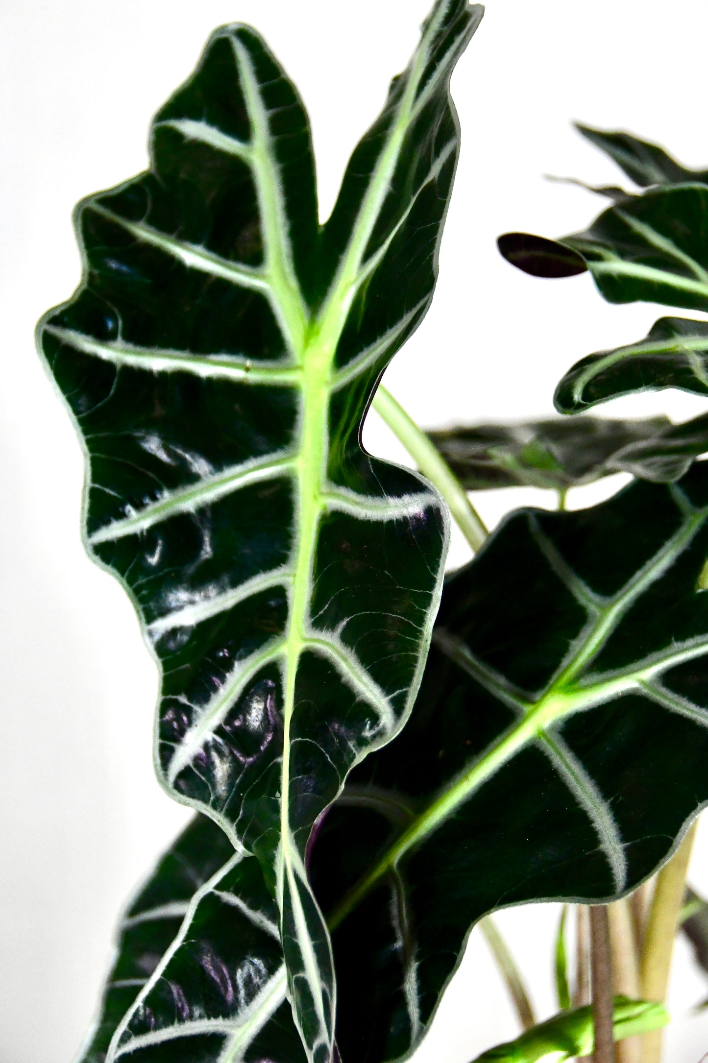6" Alocasia Amazonica Polly