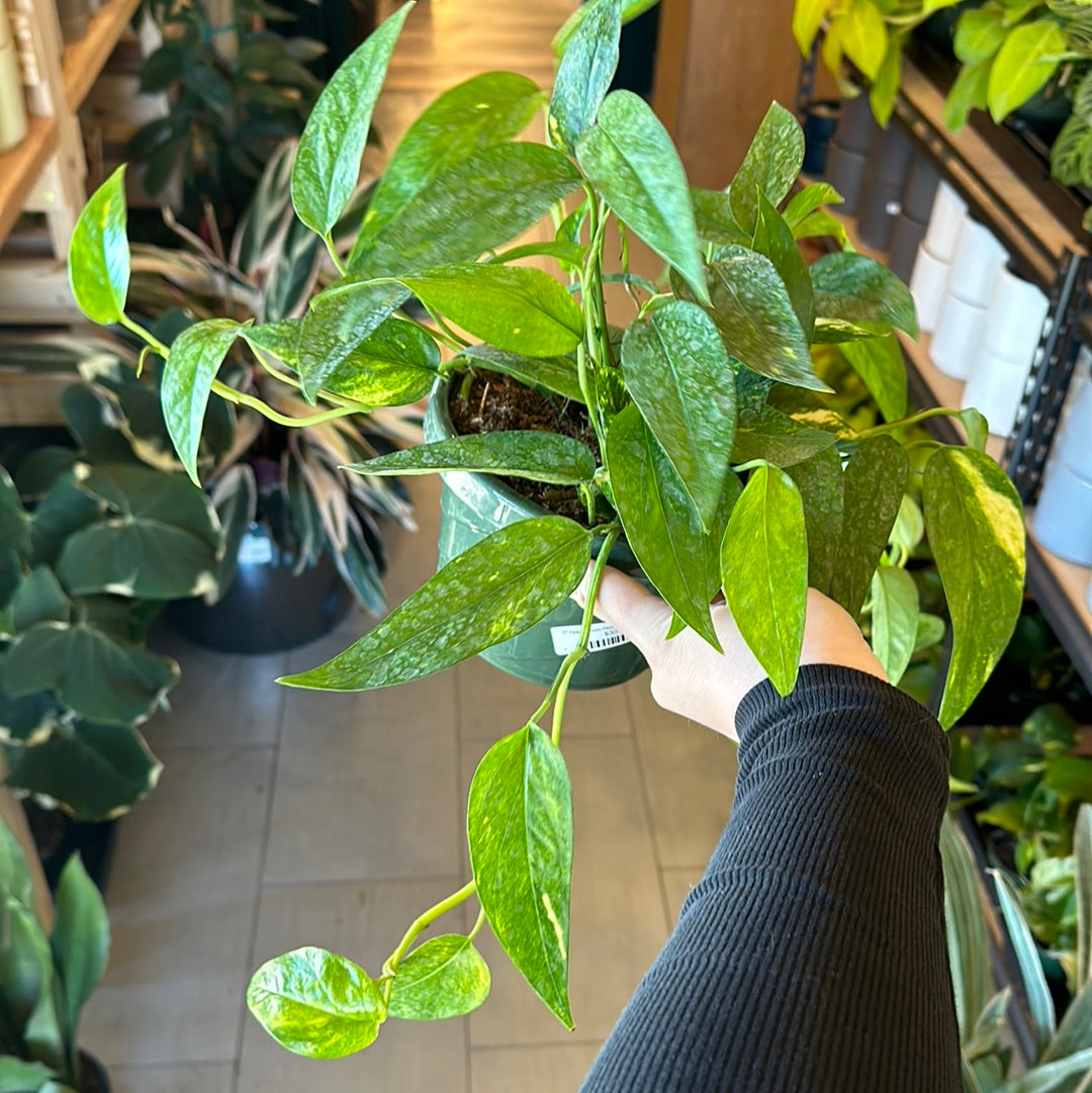 6" Epipremnum Pinnatum Neon Variegated